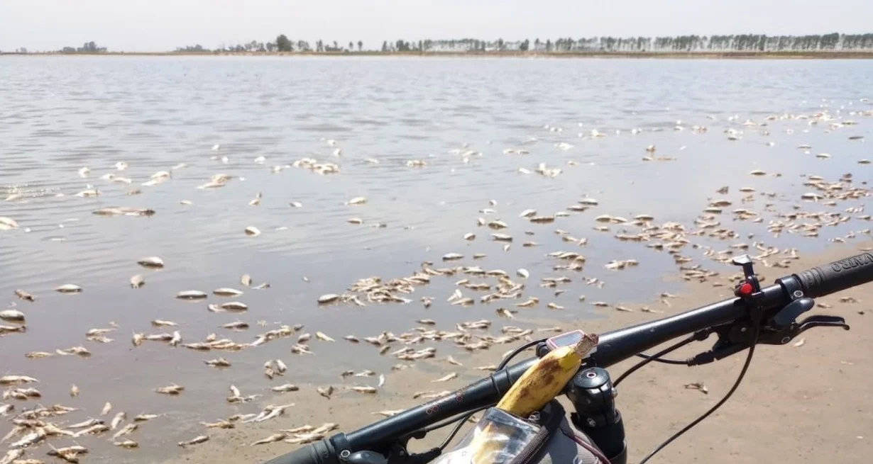 La sequía dejó miles de peces muertos en Santa Fe