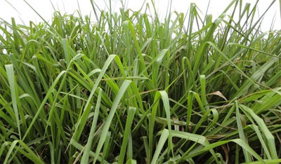 Rotar maíz con brachiaria mejora significativamente la calidad del suelo