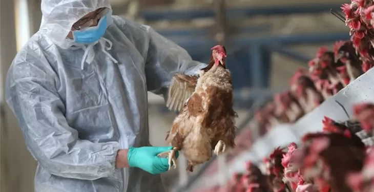 Se confirmaron 11 casos de gripe aviar y crece la alarma en el sector avícola