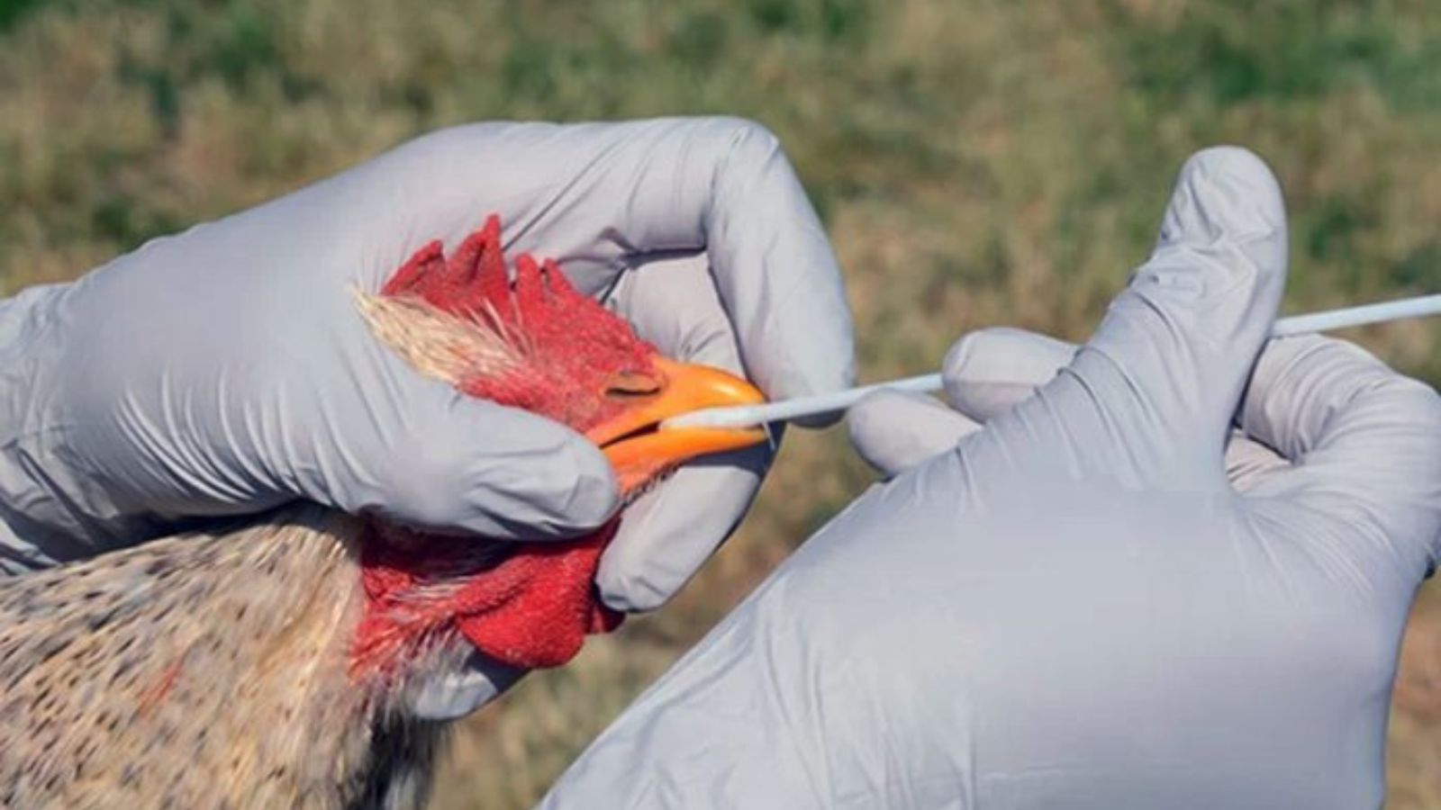 Gripe aviar: se refuerzan los controles para evitar su ingreso al país ante un brote en Bolivia.