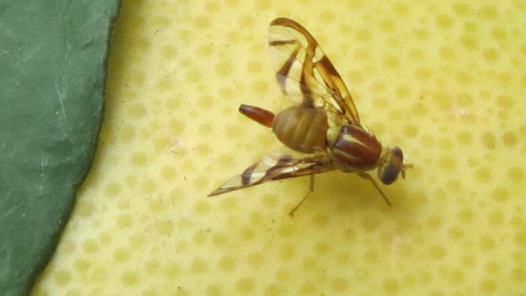 Mosca de los Frutos: nuevo procedimiento de movimiento e ingreso de fruta fresca cítrica a áreas libres