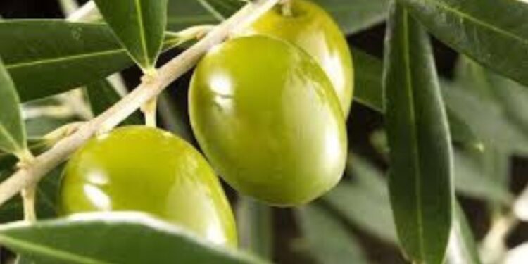Una organización internacional reconoció al INTA por poseer la colección de olivos más grande de América