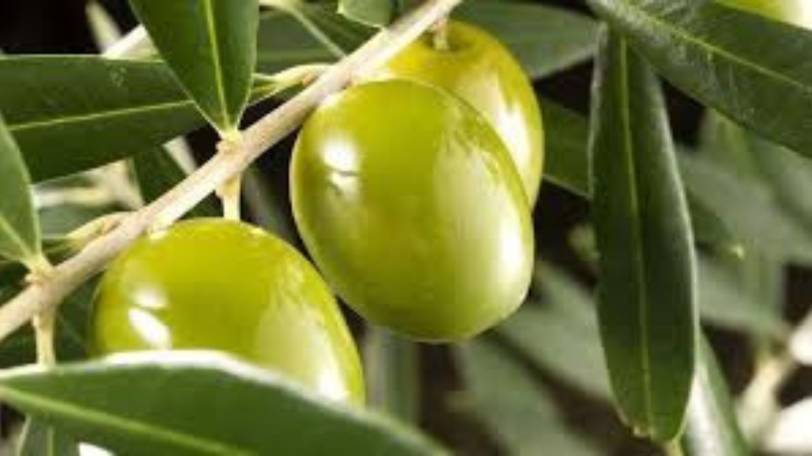 Una organización internacional reconoció al INTA por poseer la colección de olivos más grande de América