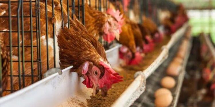 El huevo es la economía regional que mayor valor agregado logra por tonelada exportada.