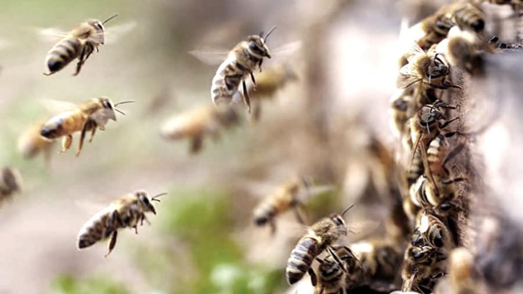 La producción de miel será muy baja a causa de la sequía