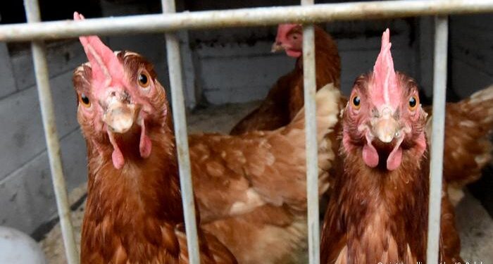 Gripe aviar: siguen aumentando los casos mientras el Senasa pide que se extremen los cuidados