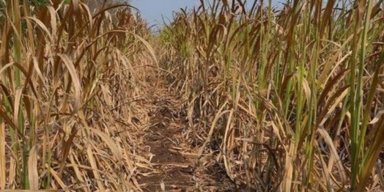Estiman una baja producción y alertan por el estado de los cañaverales