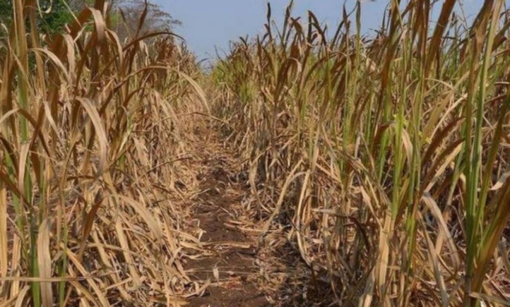 Estiman una baja producción y alertan por el estado de los cañaverales