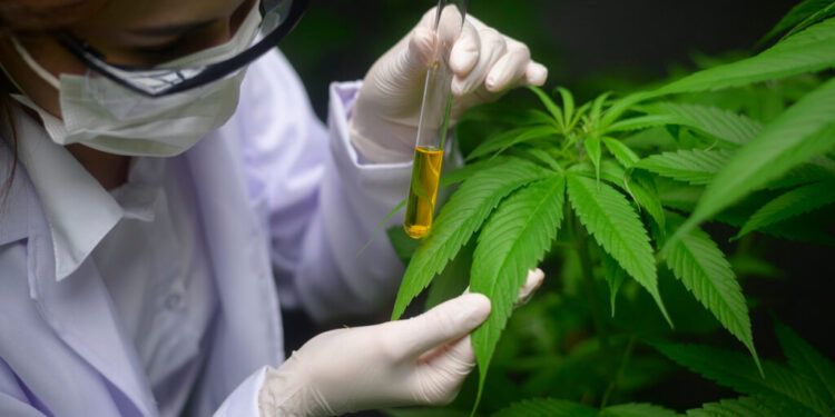 El INTA y una empresa argentina firman un convenio para la producción de Cannabis orgánico
