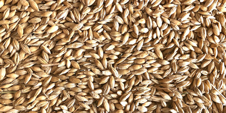 Para la FAO la producción mundial de cereales será mayor este 2023