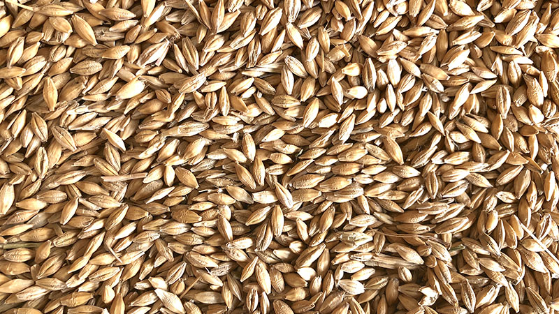 Para la FAO la producción mundial de cereales será mayor este 2023