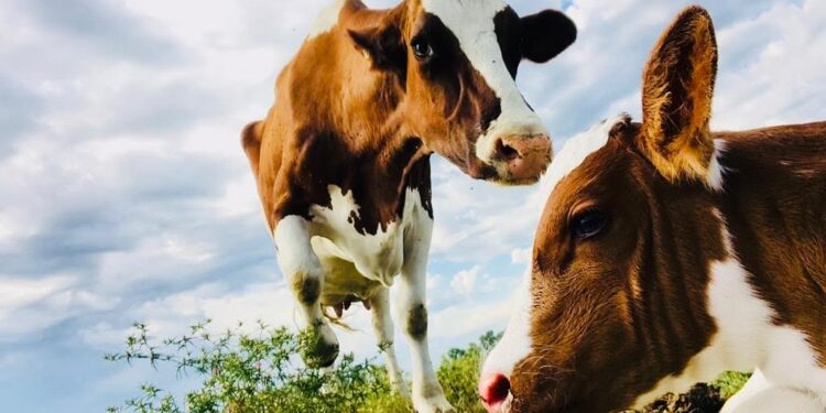 Con un interesante modelo productivo hoy ordeña 1200 vacas