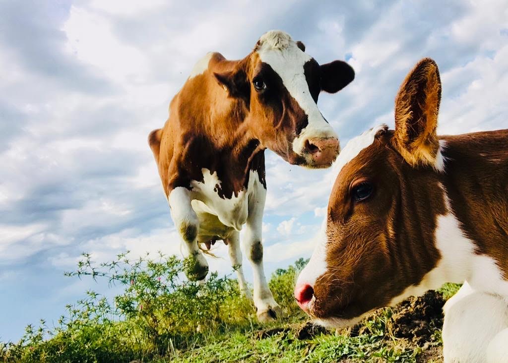 Con un interesante modelo productivo hoy ordeña 1200 vacas
