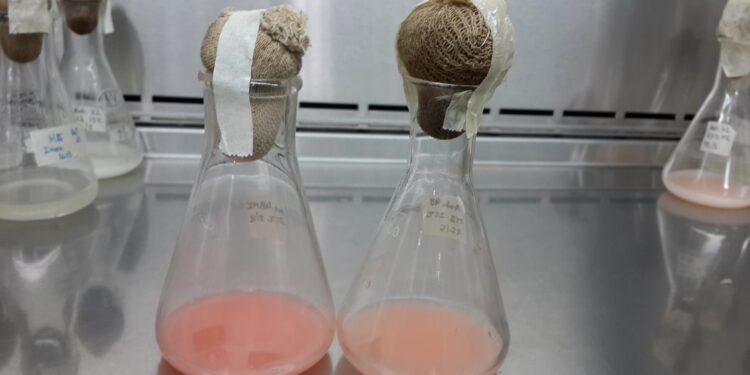 Investigadores tucumanos logran producir biocombustibles a partir de levaduras de la Antártida