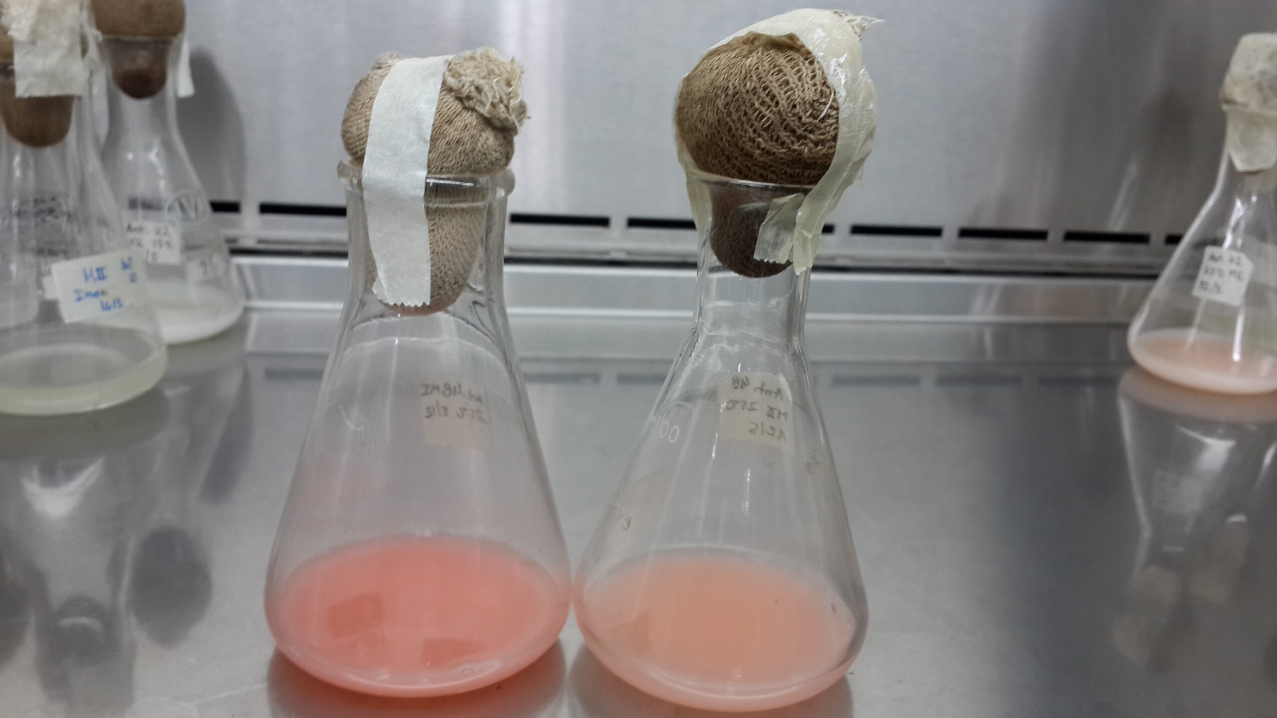 Investigadores tucumanos logran producir biocombustibles a partir de levaduras de la Antártida