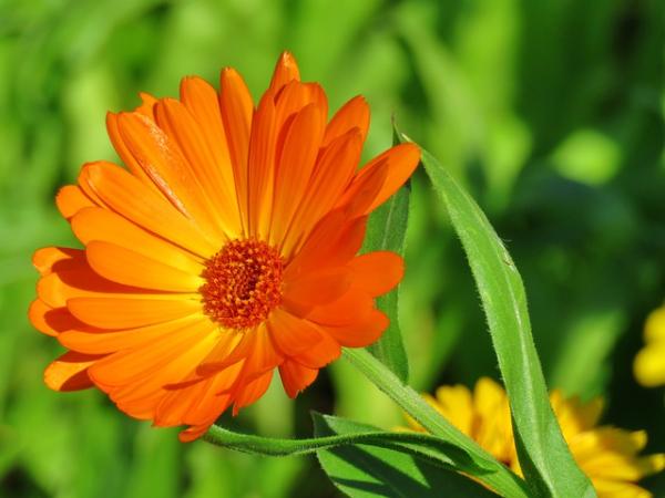 Plantas con acciones terapéuticas para tener en la huerta