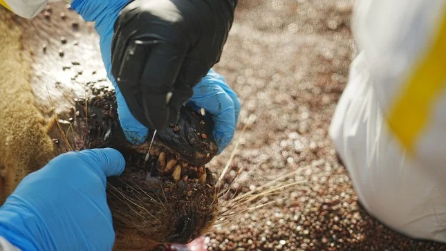 La gripe aviar llegó a más especies mamíferas