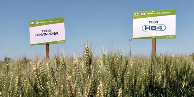 Afirman que el trigo HB4 rindió más y su cosecha ya se comercializa en molinos