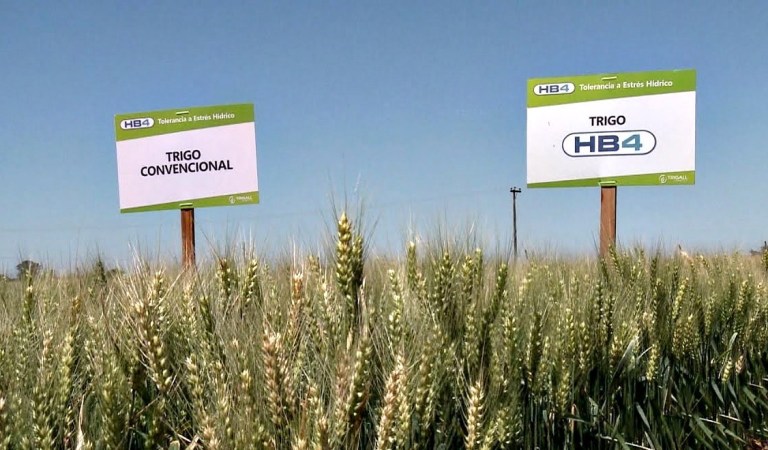 Afirman que el trigo HB4 rindió más y su cosecha ya se comercializa en molinos