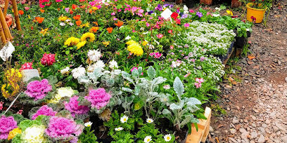 Sequía y calor: consejos para mantener vivo el jardín y la huerta