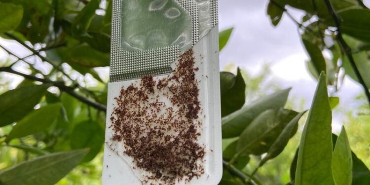 Cropping View: la nueva estrategia de Bayer para los cítricos será presentada en Citrus Connect