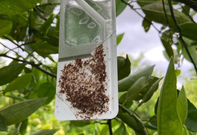 Cropping View: la nueva estrategia de Bayer para los cítricos será presentada en Citrus Connect