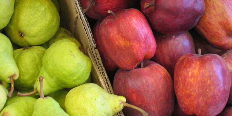Aumenta la producción de manzanas y disminuye la de peras en el hemisferio sur