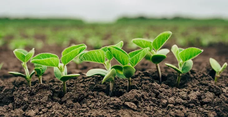 Se abre una nueva convocatoria para el curso internacional de microorganismos agrícolas