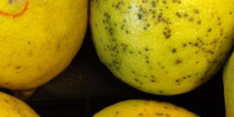Atención: Nuevas exigencias para el control de Mancha Negra en cítricos con destino a la Unión Europea