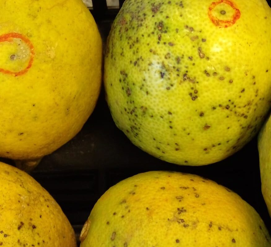 Atención: Nuevas exigencias para el control de Mancha Negra en cítricos con destino a la Unión Europea