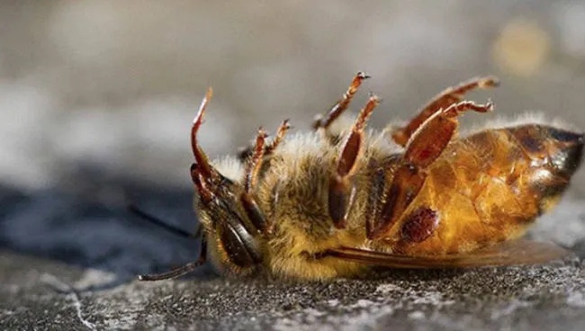 Alerta por una masiva muerte de abejas en la Patagonia