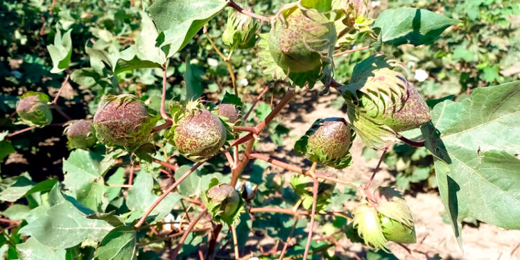 Comienza a dar frutos la primera variedad de fibra extralarga de algodón del país