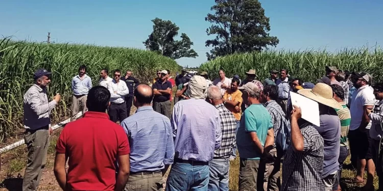 TUCUMÁN: se viene una nueva JAT en caña de azúcar
