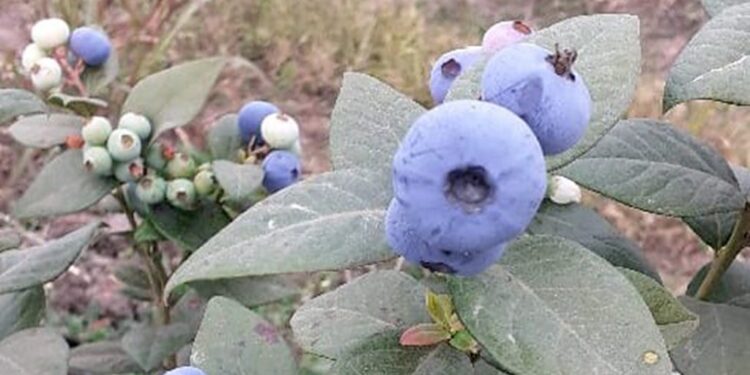 Registran una nueva variedad de arándano con mayor vida poscosecha