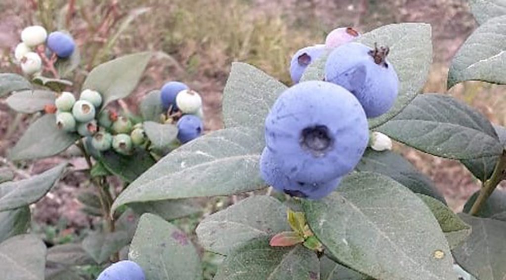Registran una nueva variedad de arándano con mayor vida poscosecha