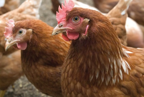Suman 240 mil aves de corral muertas por gripe aviar