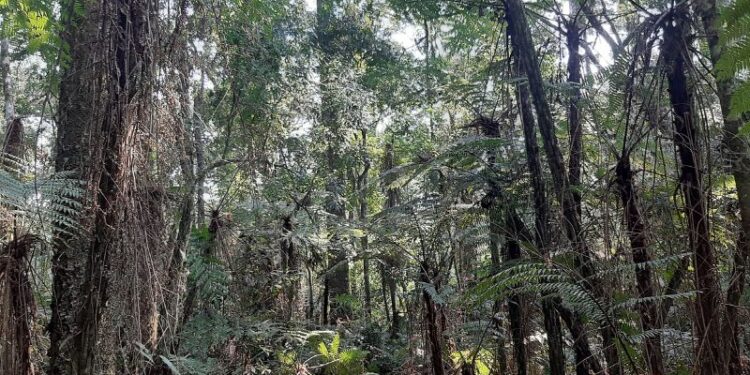 Los bosques son los reservorios de carbono más importantes del planeta
