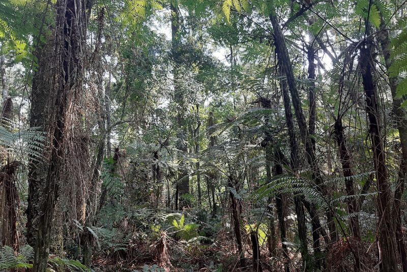 Los bosques son los reservorios de carbono más importantes del planeta