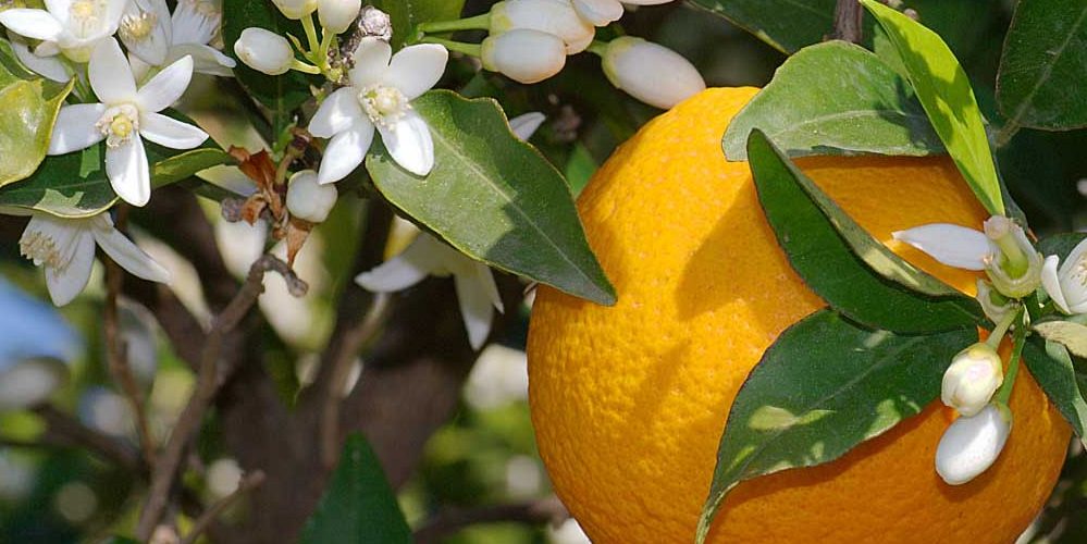 La fórmula de España para el manejo integrado de nutrientes en Cítricos