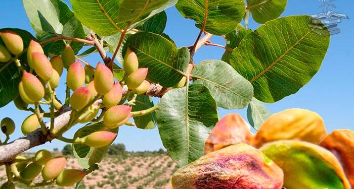 Crece el cultivo de pistacho como alternativa productiva