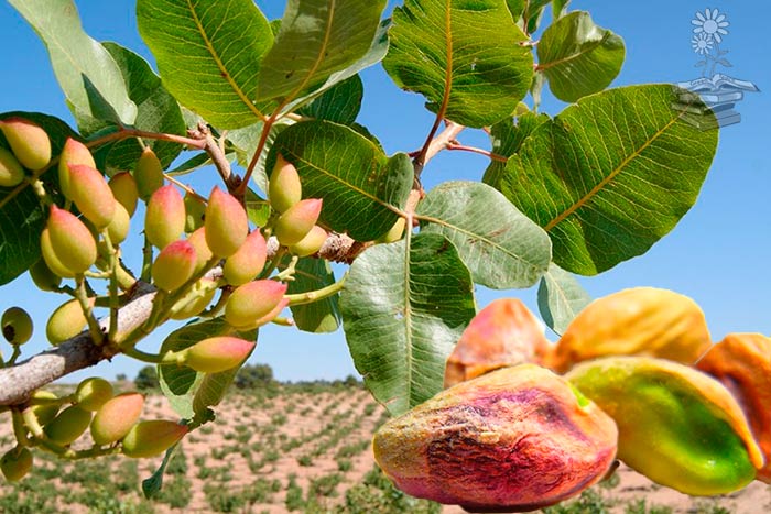 Crece el cultivo de pistacho como alternativa productiva