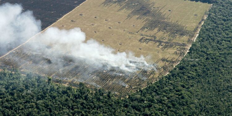 Brasil: avanza la deforestación del Amazonas y enciende las alarmas en el mundo
