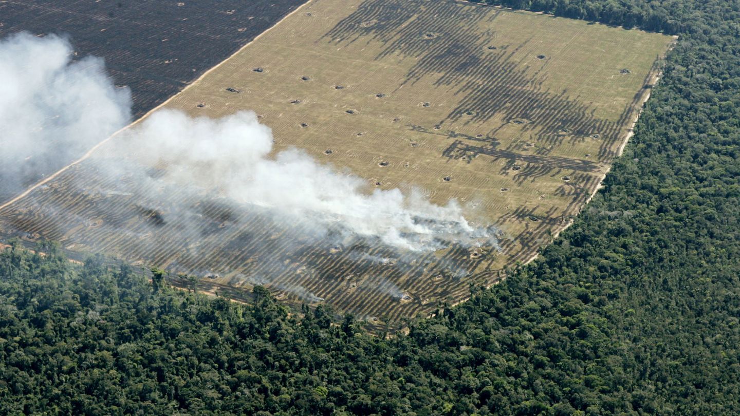 Brasil: avanza la deforestación del Amazonas y enciende las alarmas en el mundo