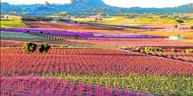La floración en Cieza se volvió un espectáculo natural que impresiona a todo el mundo