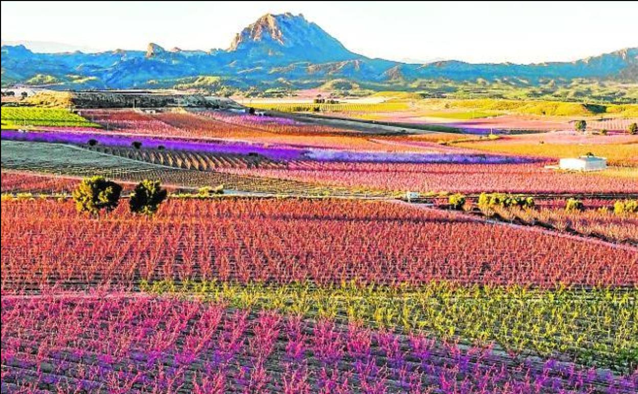 La floración en Cieza se volvió un espectáculo natural que impresiona a todo el mundo
