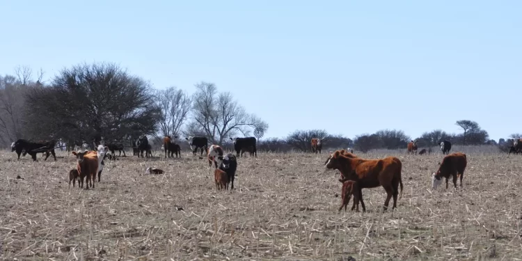 Aumenta la faena de vacas y los campos comienzan a vaciarse