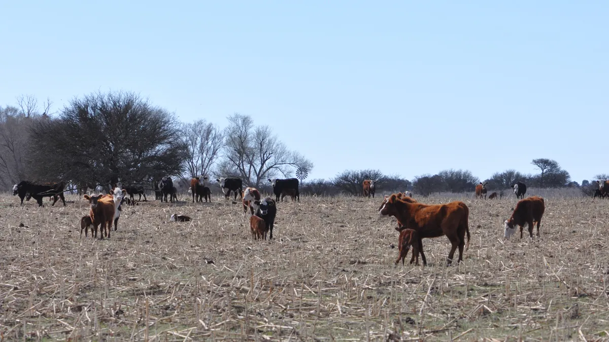 Aumenta la faena de vacas y los campos comienzan a vaciarse