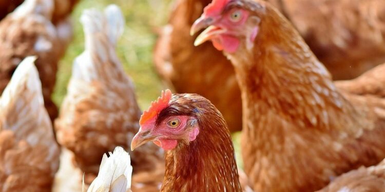 Ya son 39 los casos confirmados de gripe aviar en el país