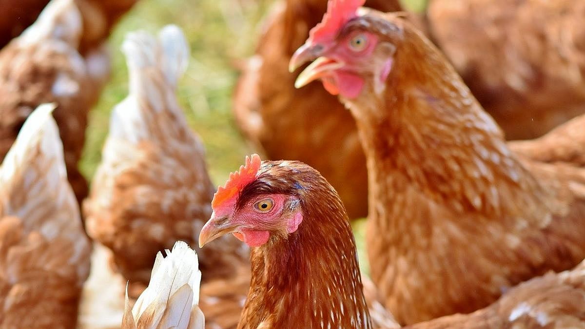 Ya son 39 los casos confirmados de gripe aviar en el país