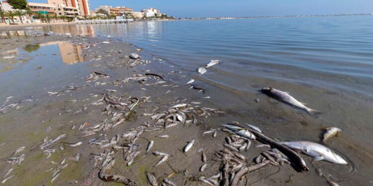 Agrónomos españoles lograron demostrar que no son ellos los que contaminan el Mar Menor